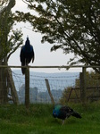 FZ022510 Peacocks (Pavo cristatus) on campsite.jpg